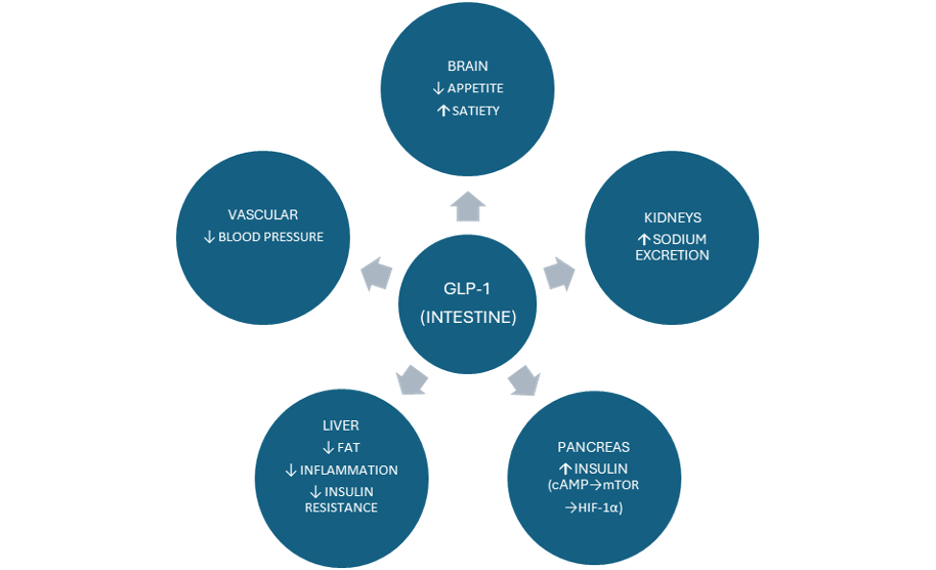 Guide to GLP Drugs